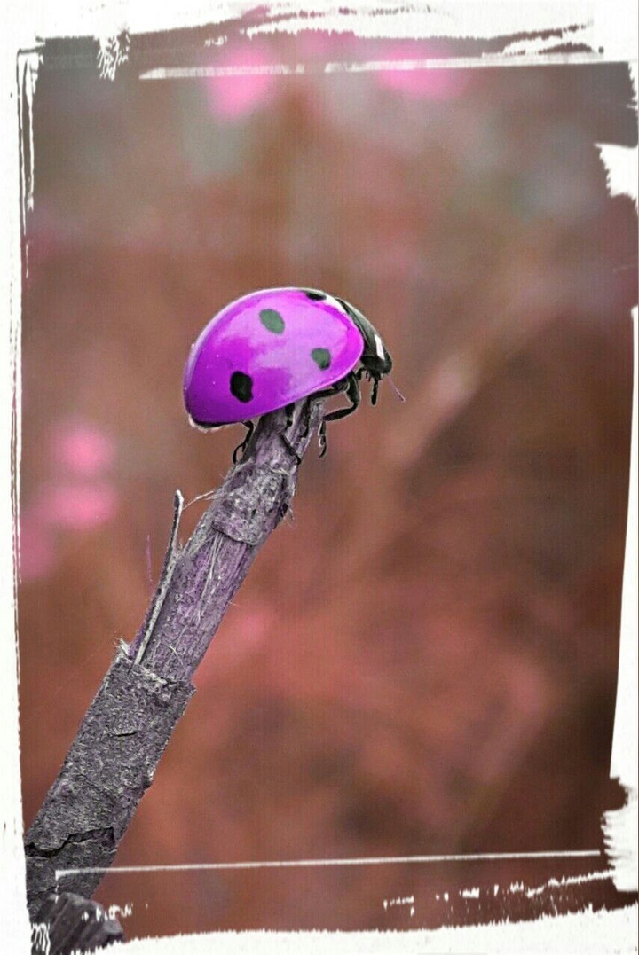 ladybug