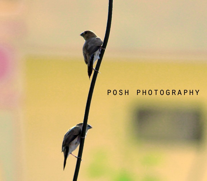 Pittal