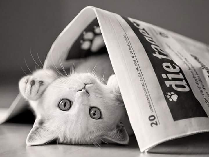 Kitty in a newspaper