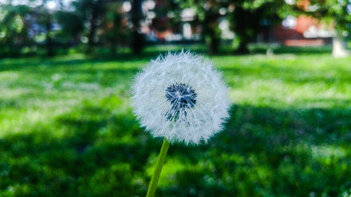 pollen