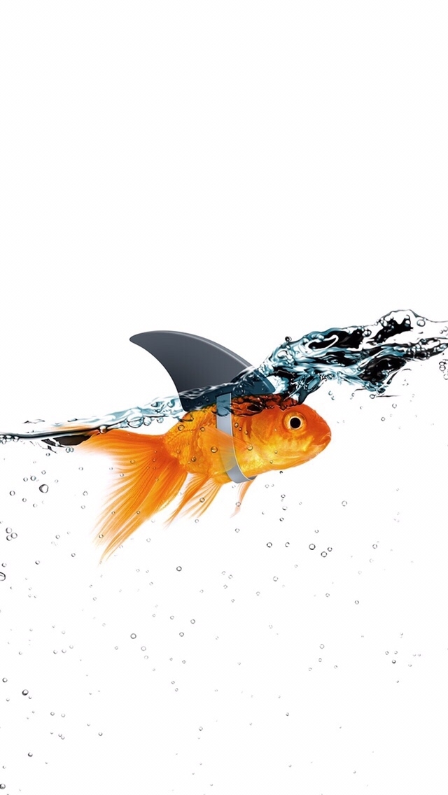 Gold fish with shark