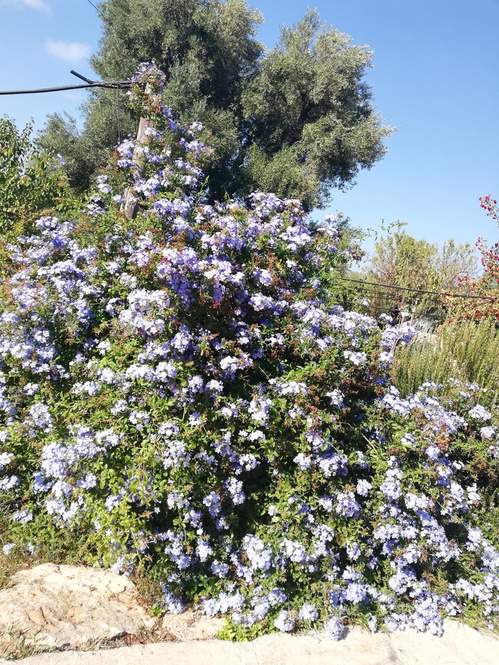 flowers