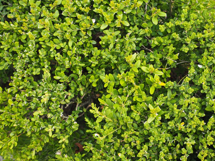 greeeeen