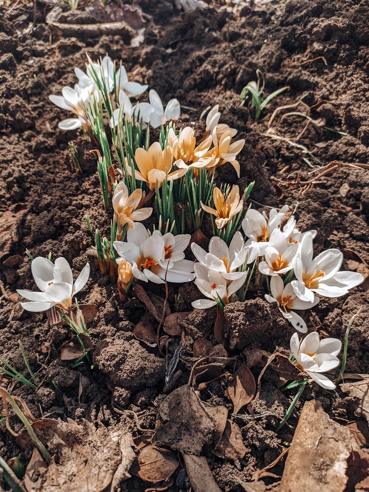 flowers