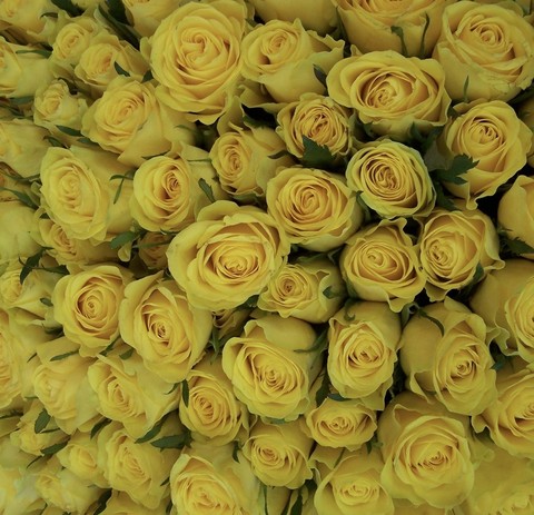 sfondi Yellow, flower