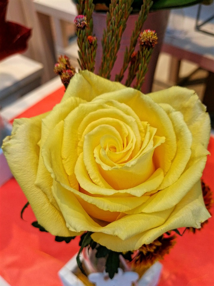 gelbe Rose