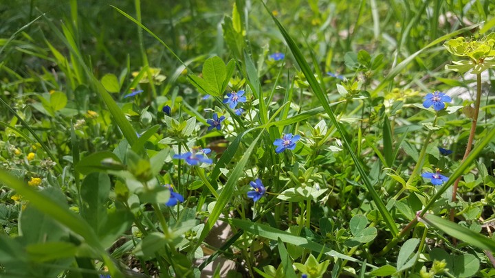 Blue  flowers