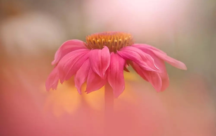 #pink