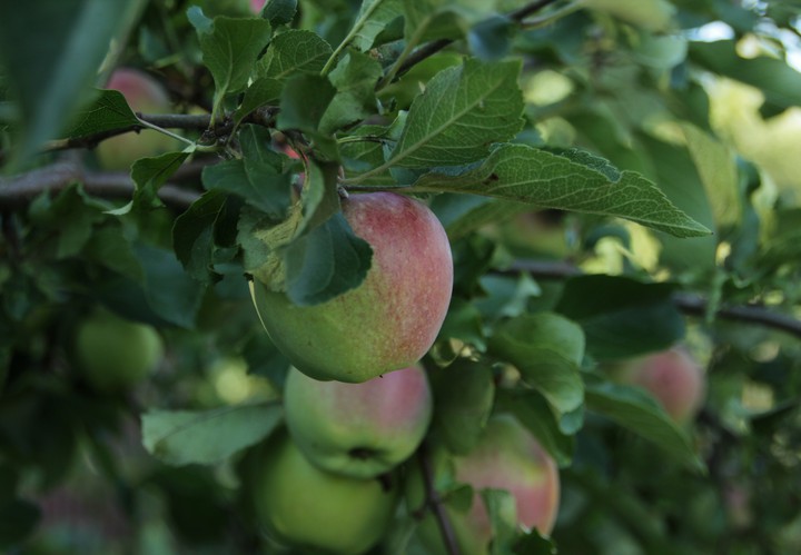 яблоки зелень деревья tree apple
