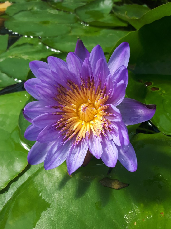 Water lily