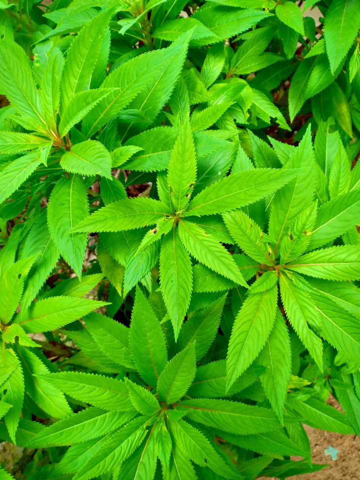 plant