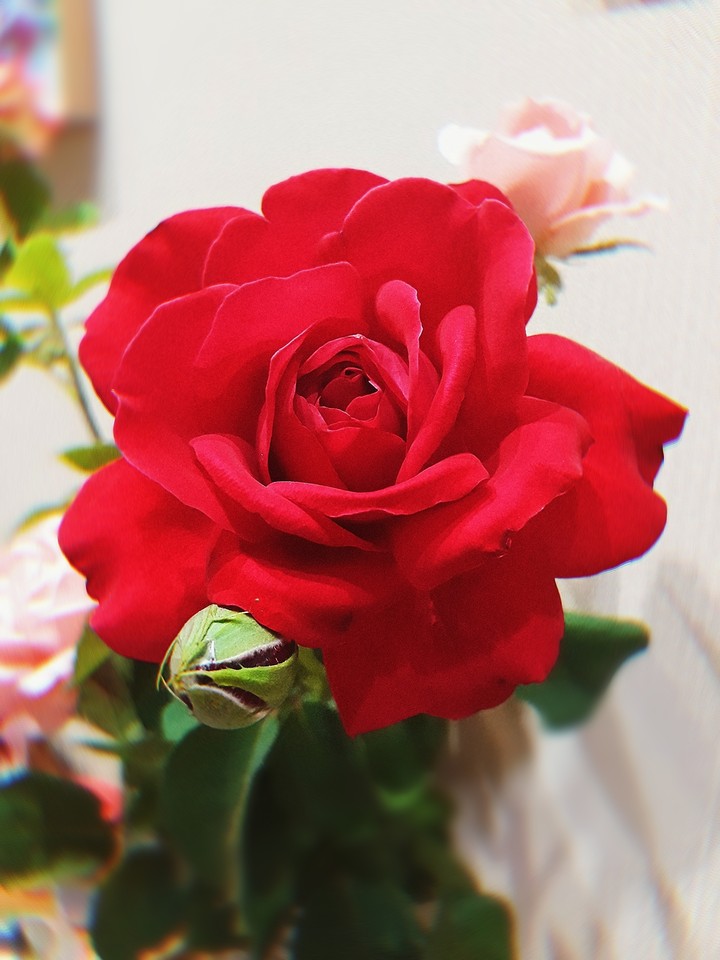 rose