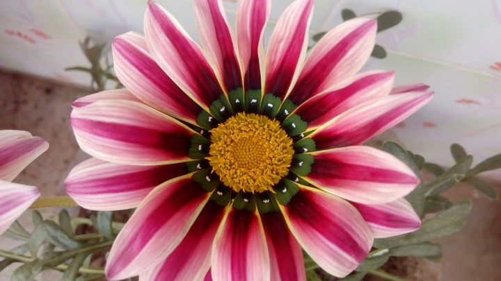 3d flower