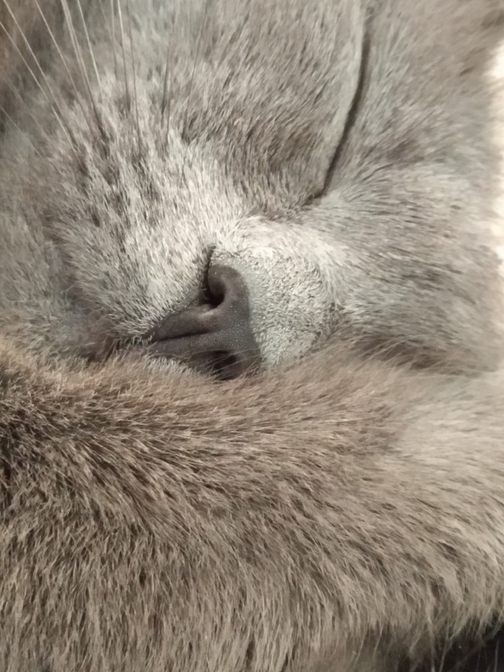 A sweety sleeping cat