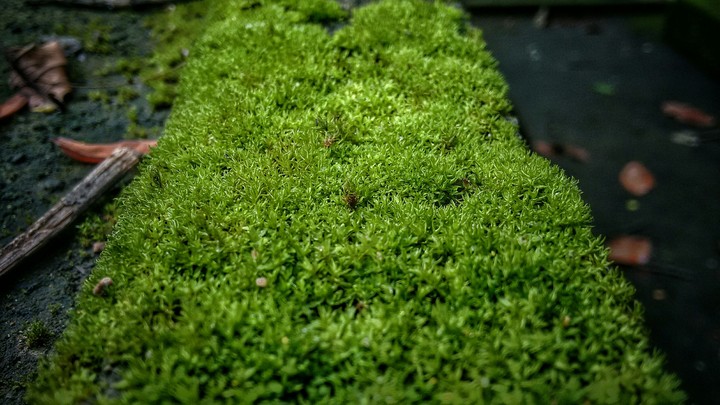 nature