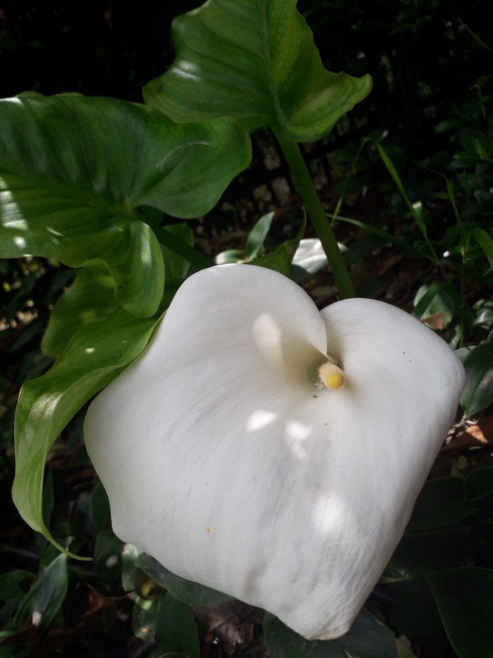 I calici della calla,meravigliosi.