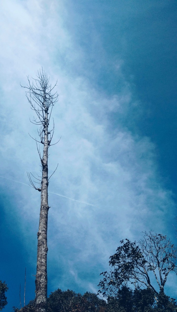 tree