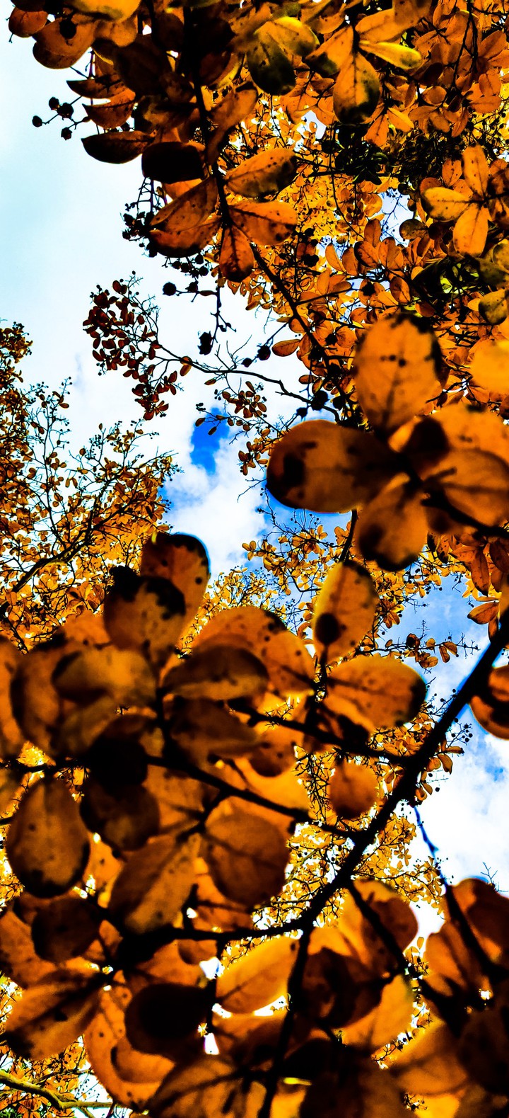 leafy blue