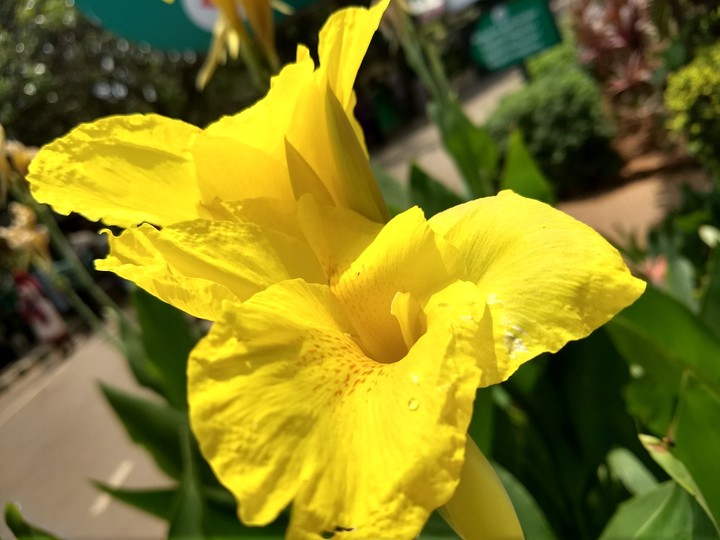 flowers