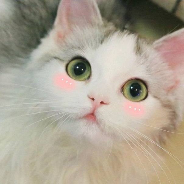 Котик