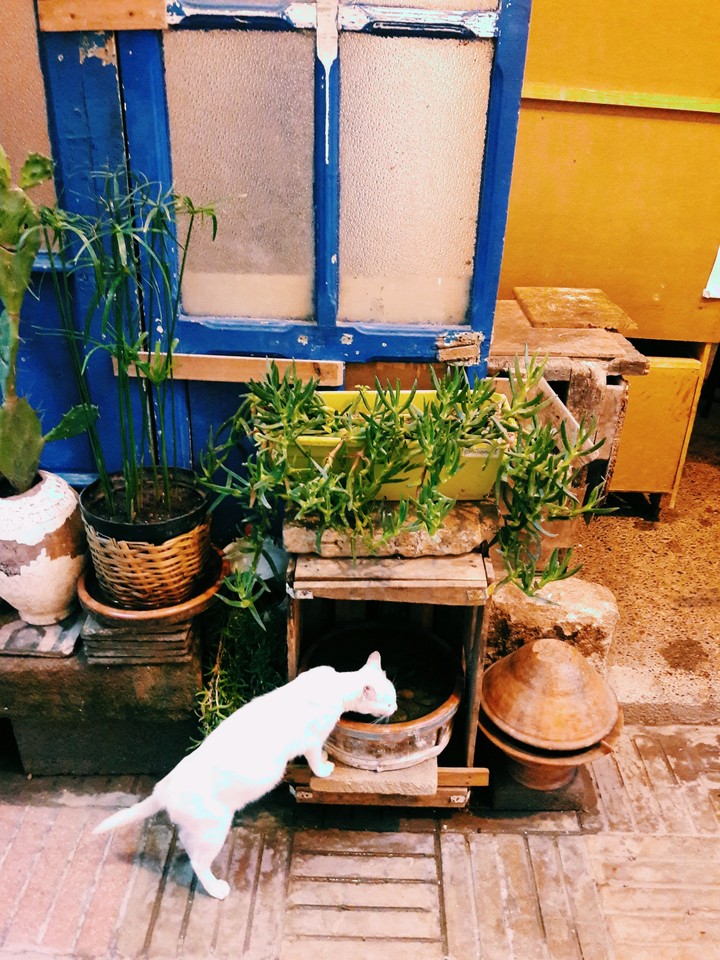 White Cat