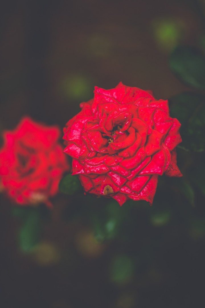 Rose - Red Velvet