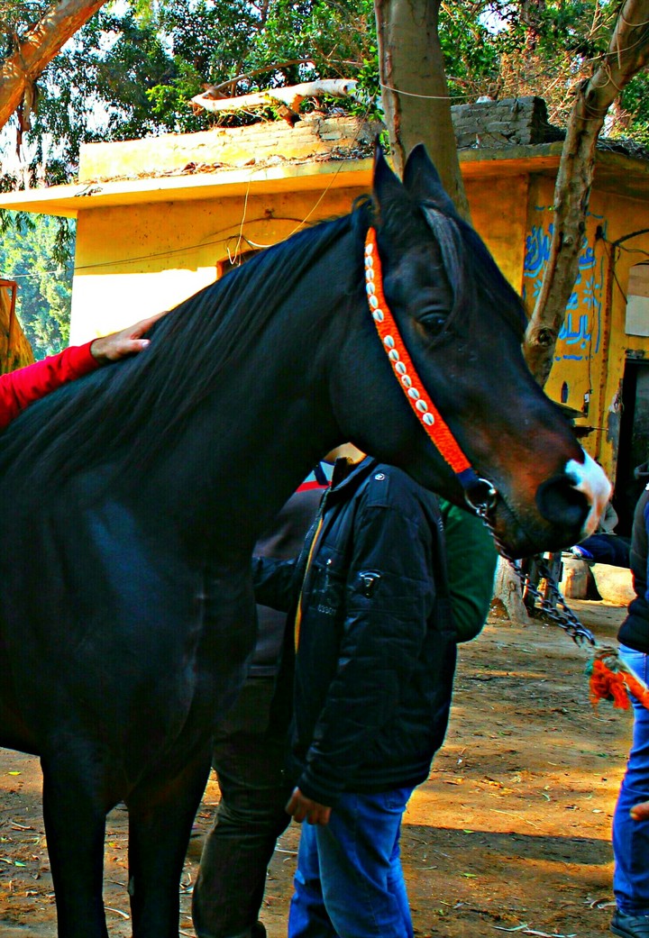 arabian horse