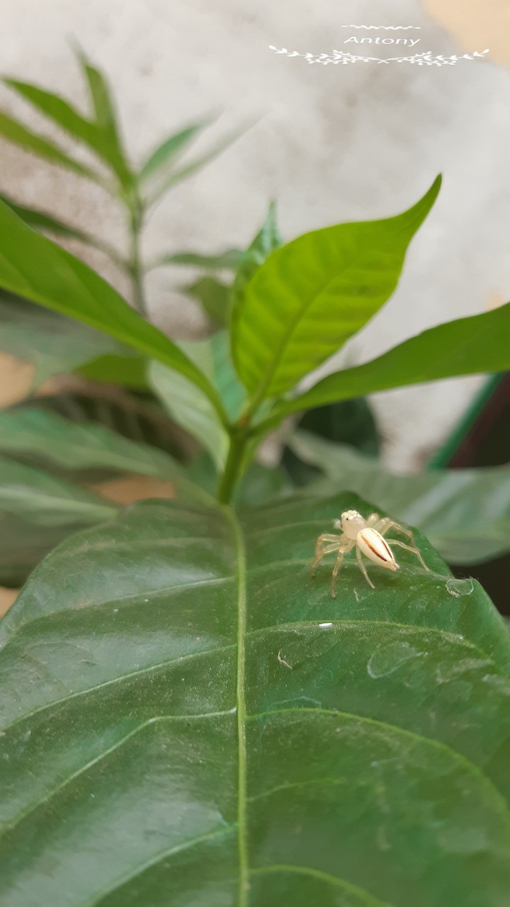 natural spider