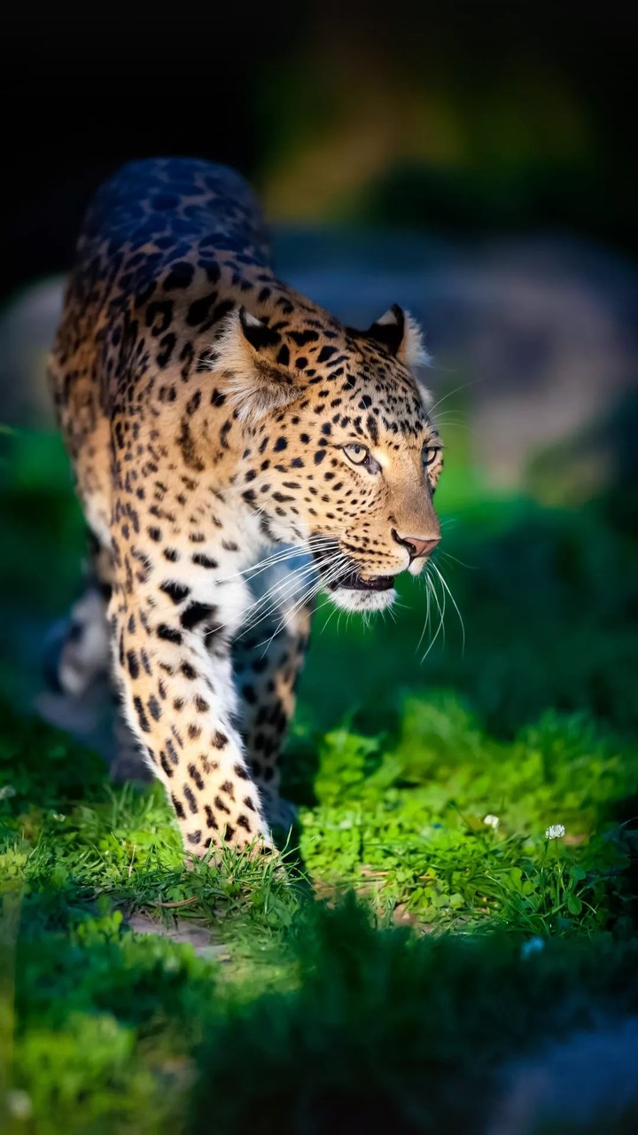 tiger