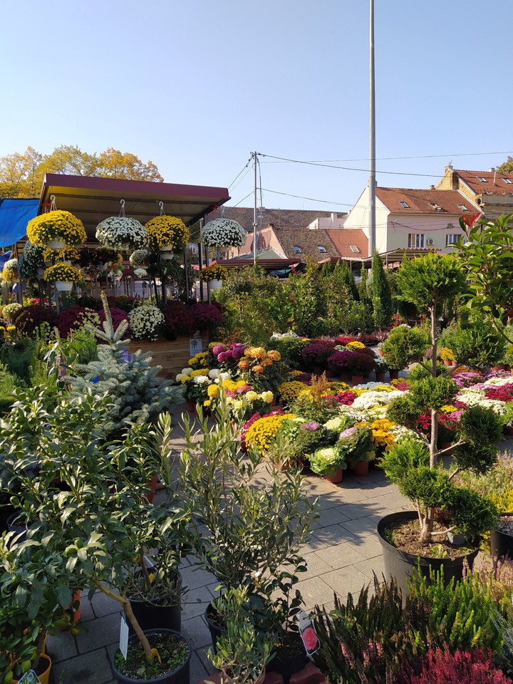 Flower shop in Zemun, Serbia.