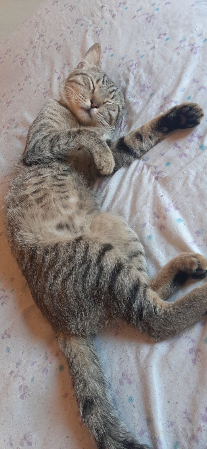 cat preto ?