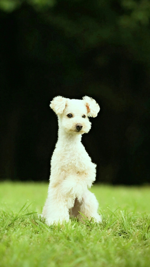 terrier