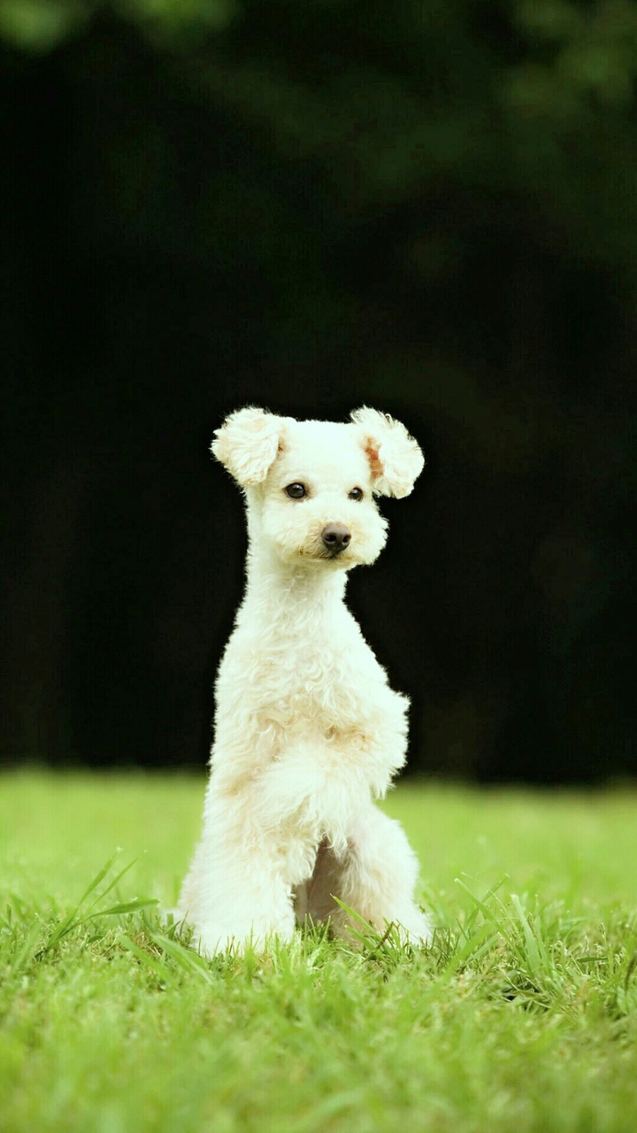 terrier