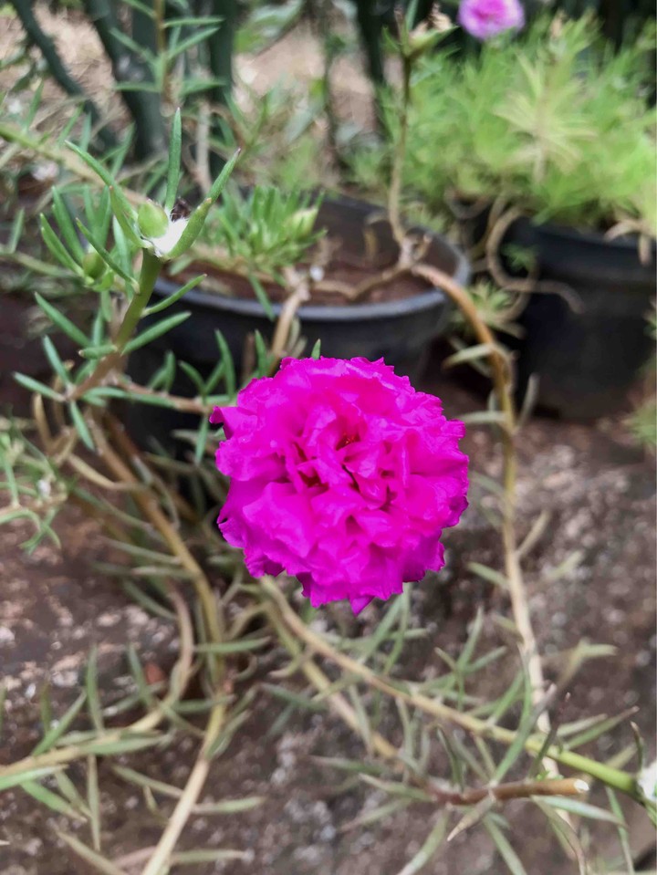 blossom