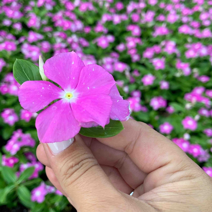 FloresdeDisney