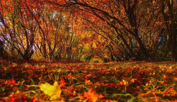 Autumn