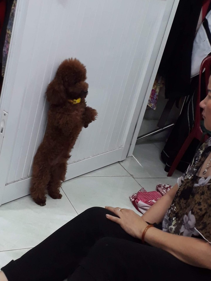 Dog my cookie