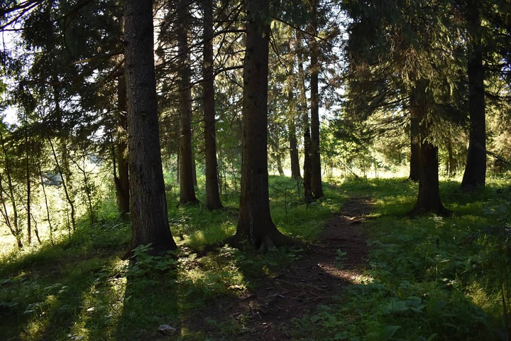 Лес