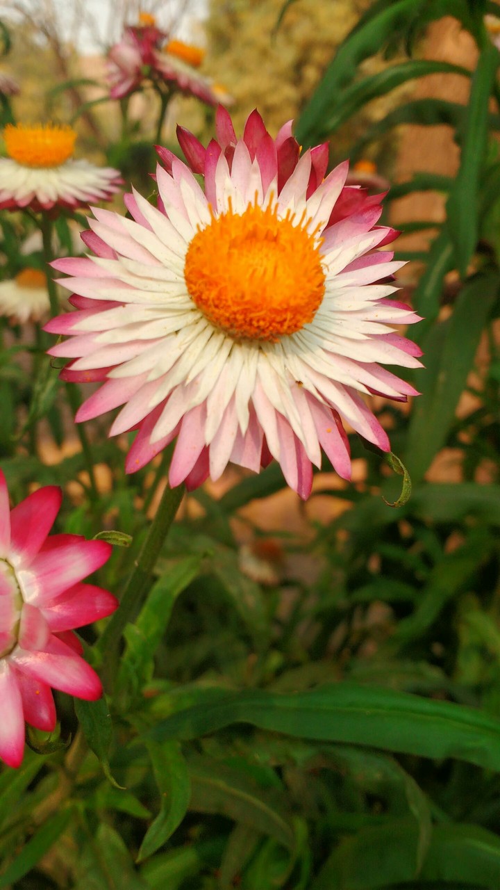 sun flowers