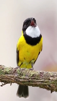 cute bird