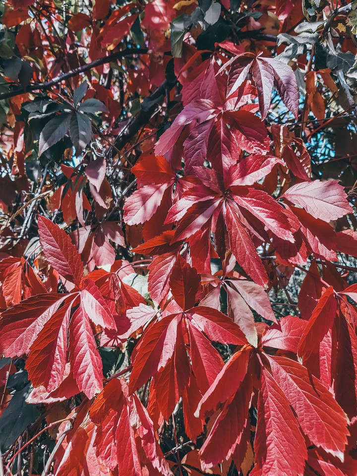 autumn
