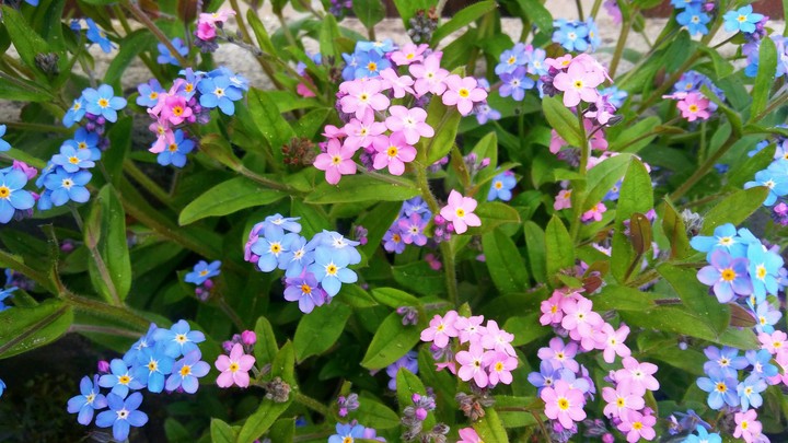 pink & blue