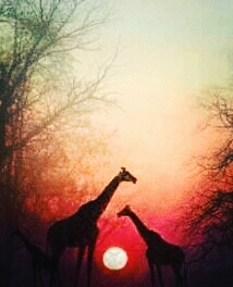 Fim de tarde savana