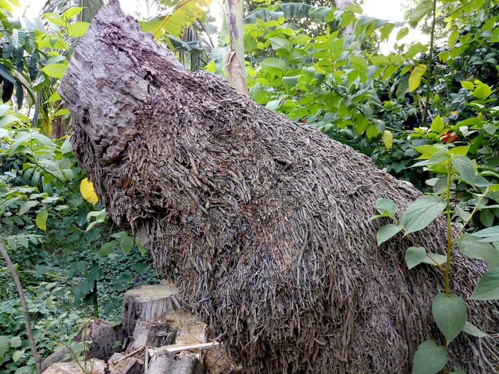 A Tree's Cutted Stem