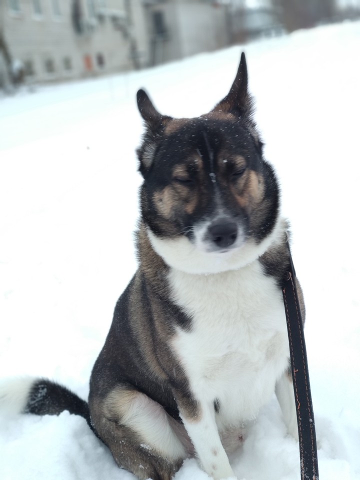 my dog