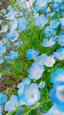 spring