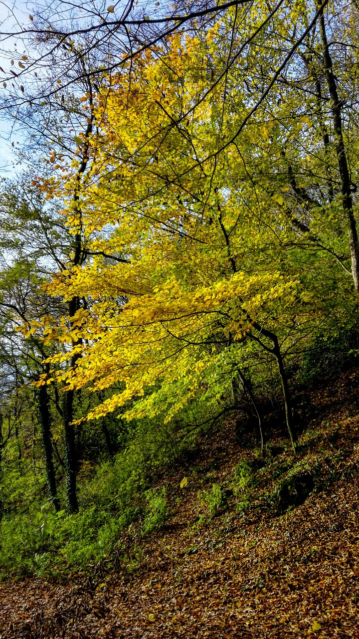 lots of leafs