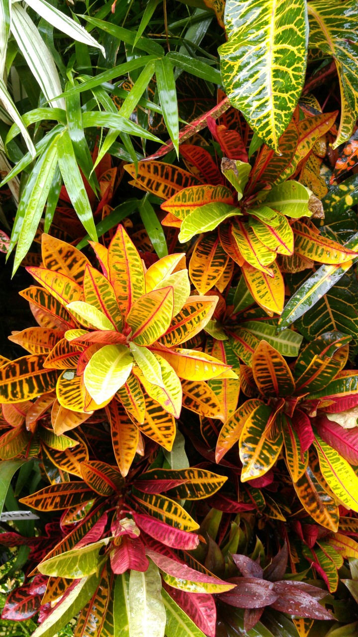Colorful Leaves