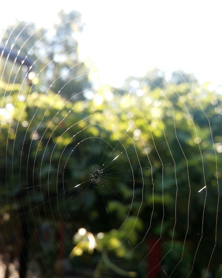 little cobweb