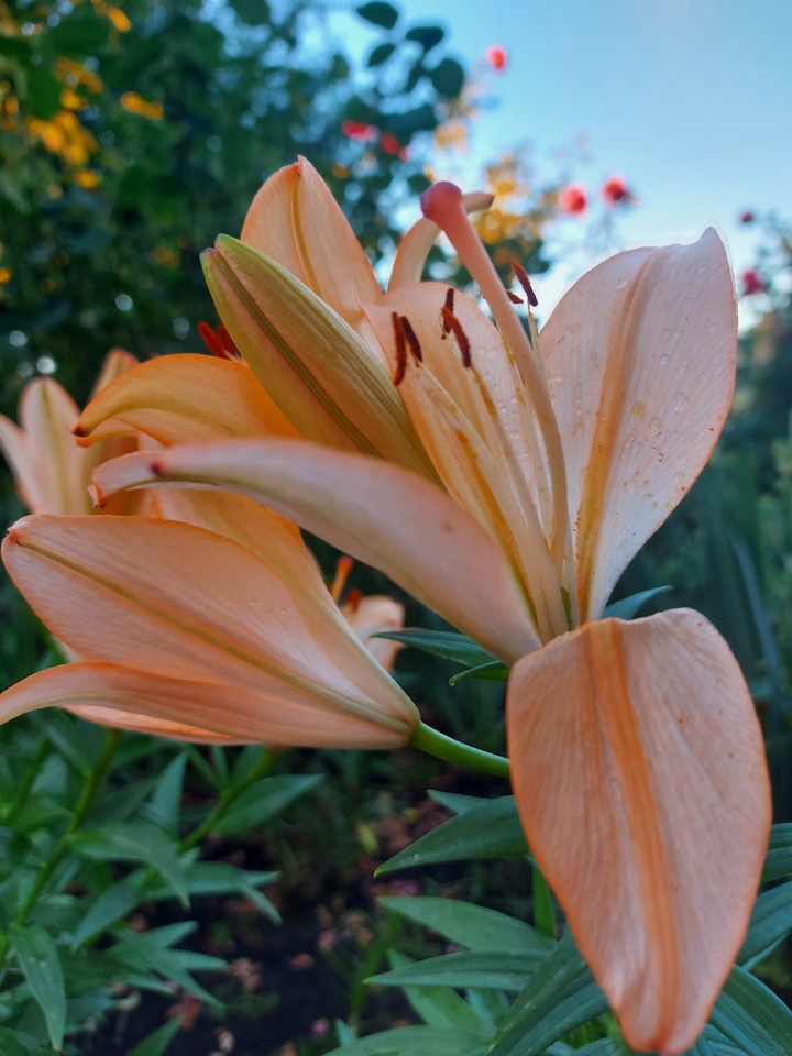 flowers